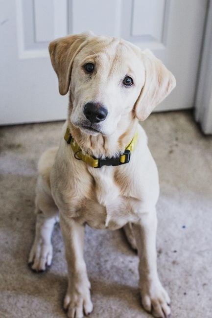 labrador puppy feeding guide